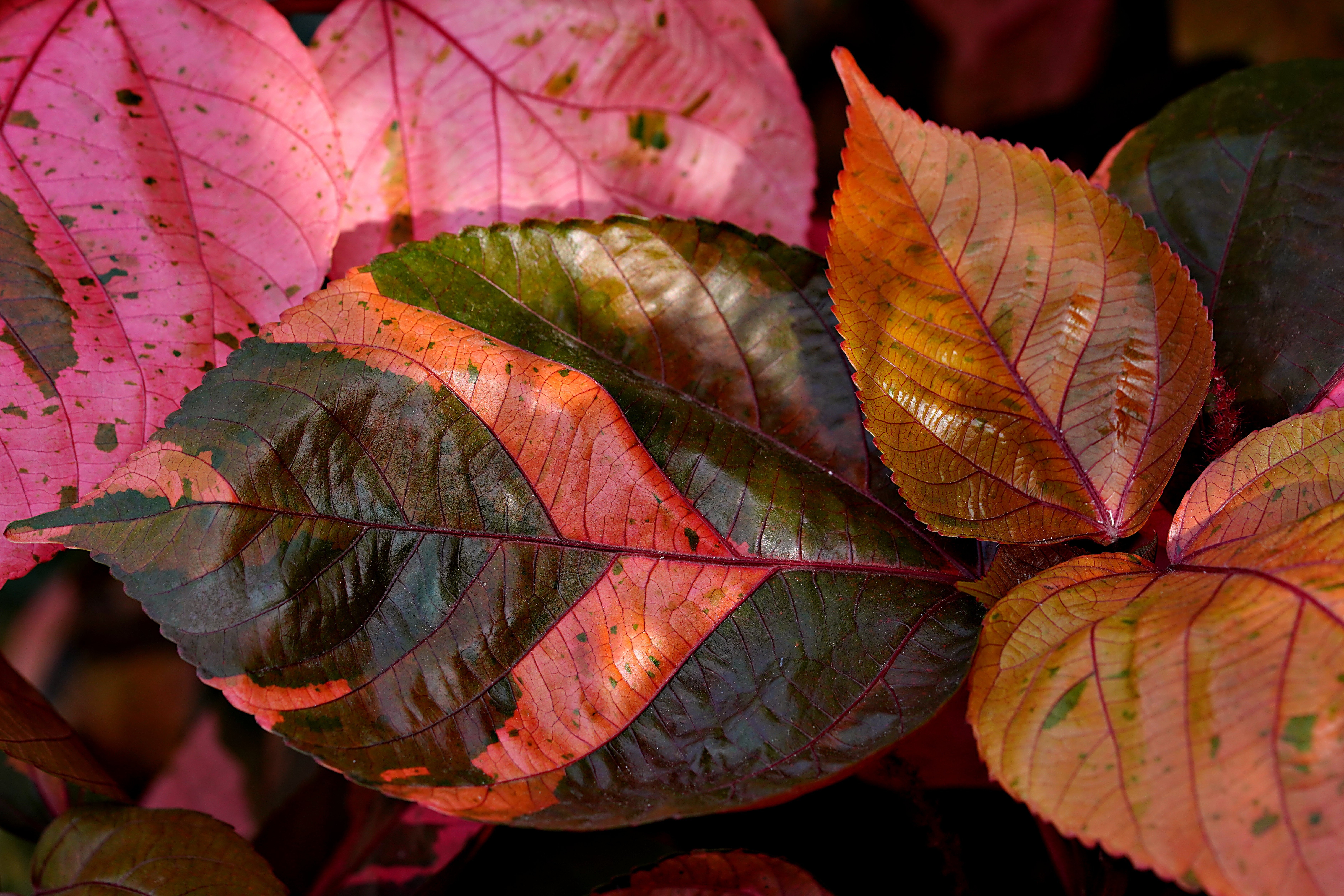 Wet leaves